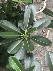 Plumeria obtusa