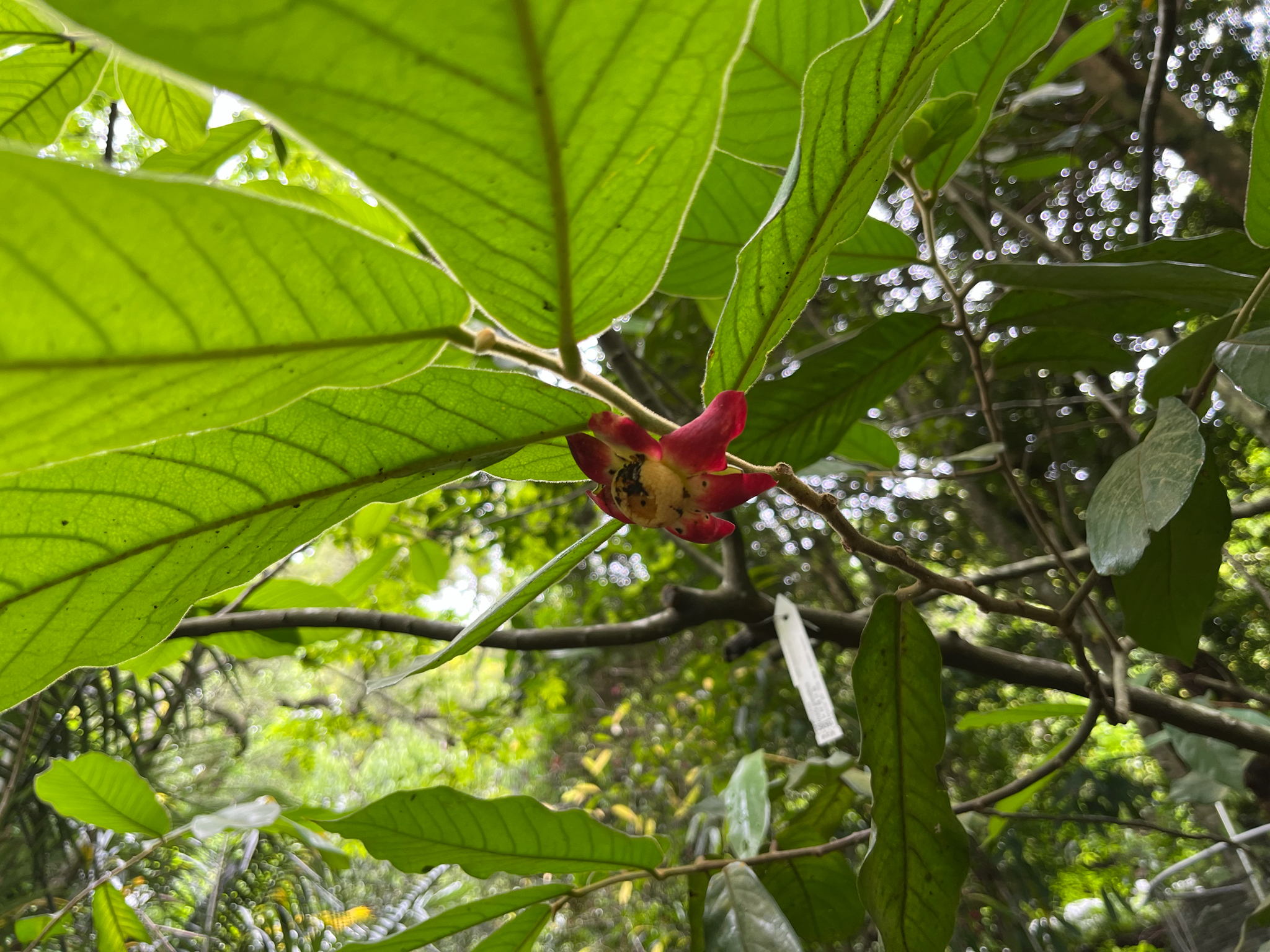Imagem de Uvaria grandiflora