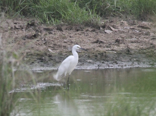 Egretta garzetta