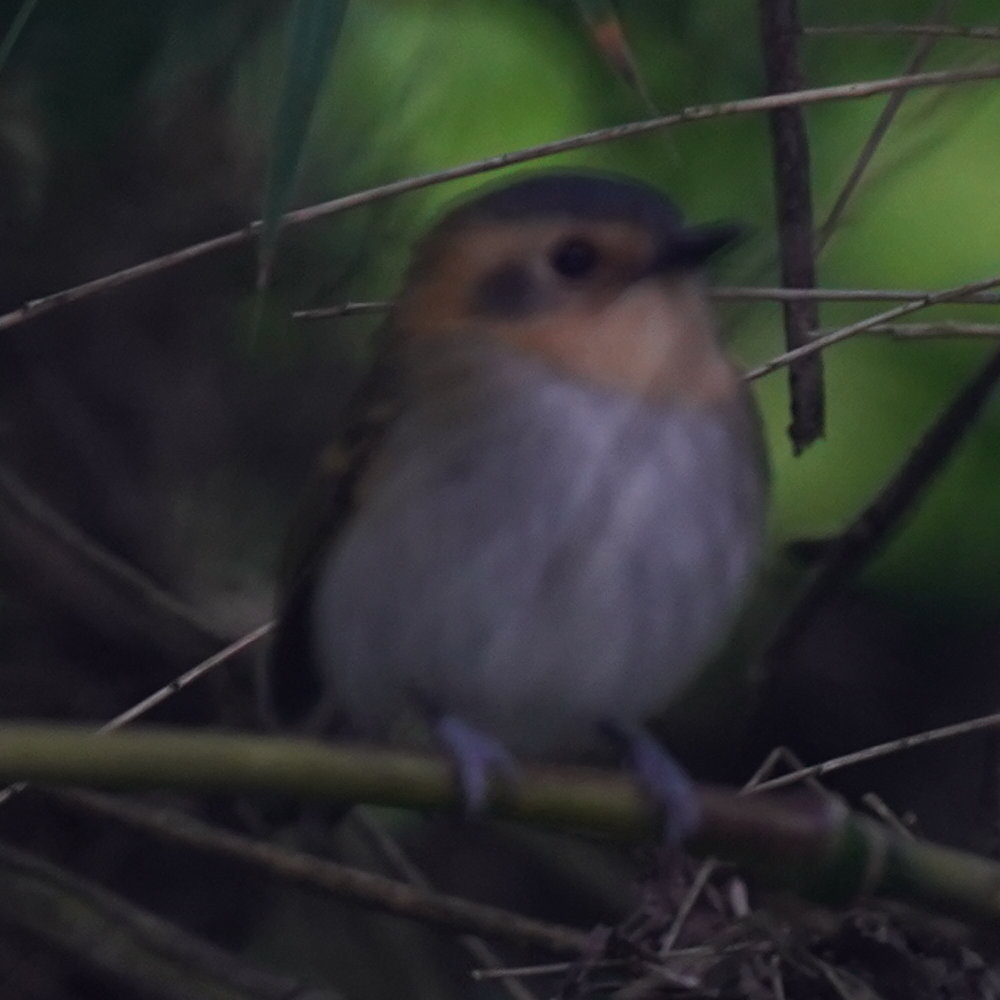 Ochre-faced Tody-Flycatcher (Poecilotriccus plumbeiceps), photo 5