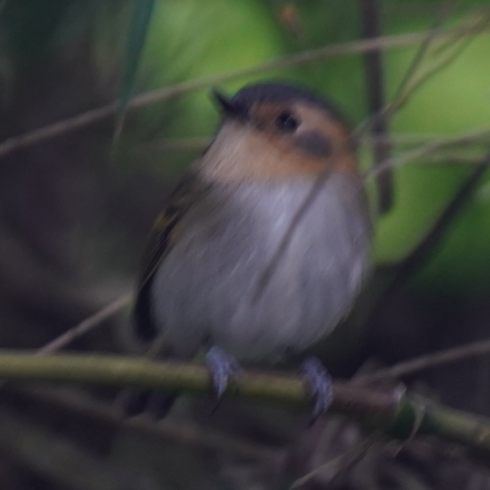 Ochre-faced Tody-Flycatcher (Poecilotriccus plumbeiceps), photo 4