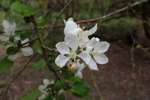 Malus sylvestris