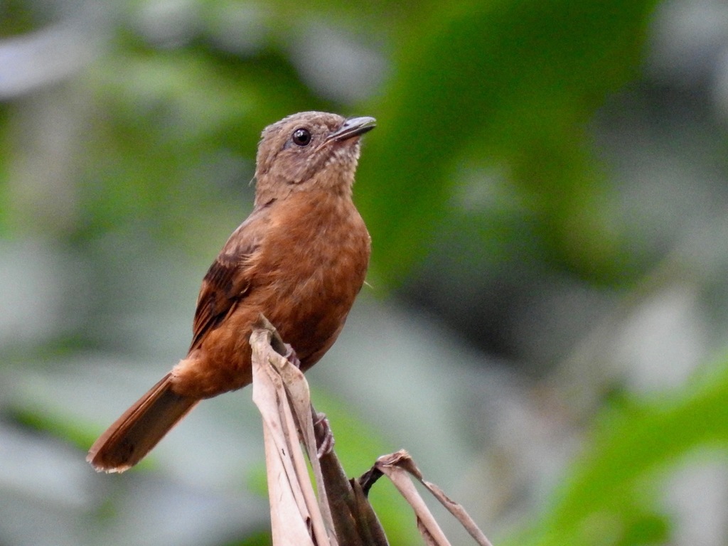 Fraser's Rufous Thrush