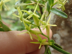 Epidendrum ramosum