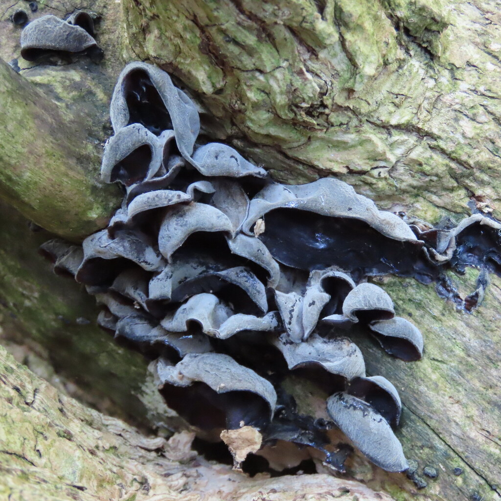 Auricularia auricula-judae · April 2026 · photo: © helenbhull (iNaturalist, cc-by)