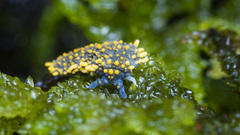 Holacanthella paucispinosa