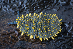 Holacanthella paucispinosa