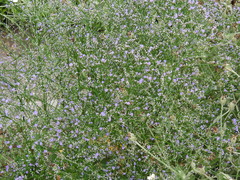 Limonium gerberi