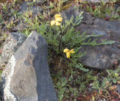 Viola douglasii