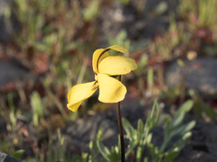 Viola douglasii