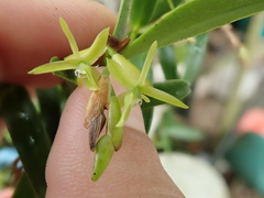 Epidendrum ramosum