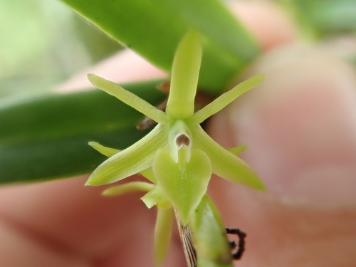 Image of Epidendrum ramosum by no rights reserved
