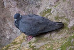 Columba albitorques