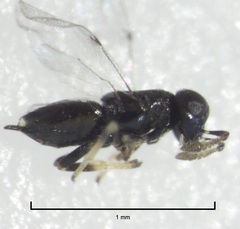 Epiblatticida minutissimus