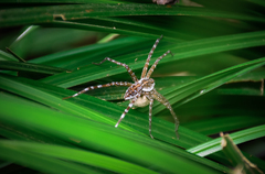 Dolomedes mizhoanus