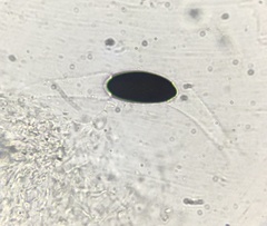 Arnium cirriferum