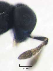 Epiblatticida minutissimus