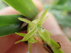 Epidendrum ramosum