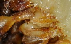 Otitesella