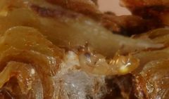 Otitesella