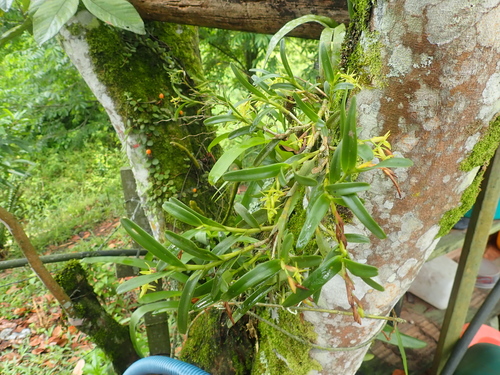 Image of Epidendrum ramosum by no rights reserved