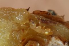 Otitesella