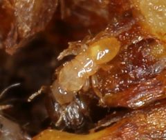 Otitesella