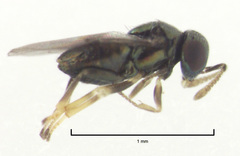Psyllaephagus acaciae