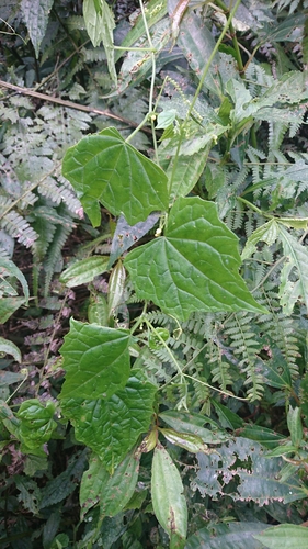 Zehneria guamensis iNat (2)