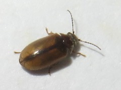 Contacyphon laevipennis