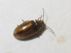 Contacyphon laevipennis