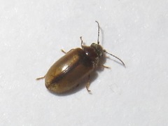 Contacyphon laevipennis