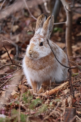 カンジキウサギ