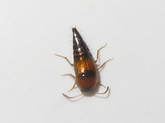 Tachyporus solutus