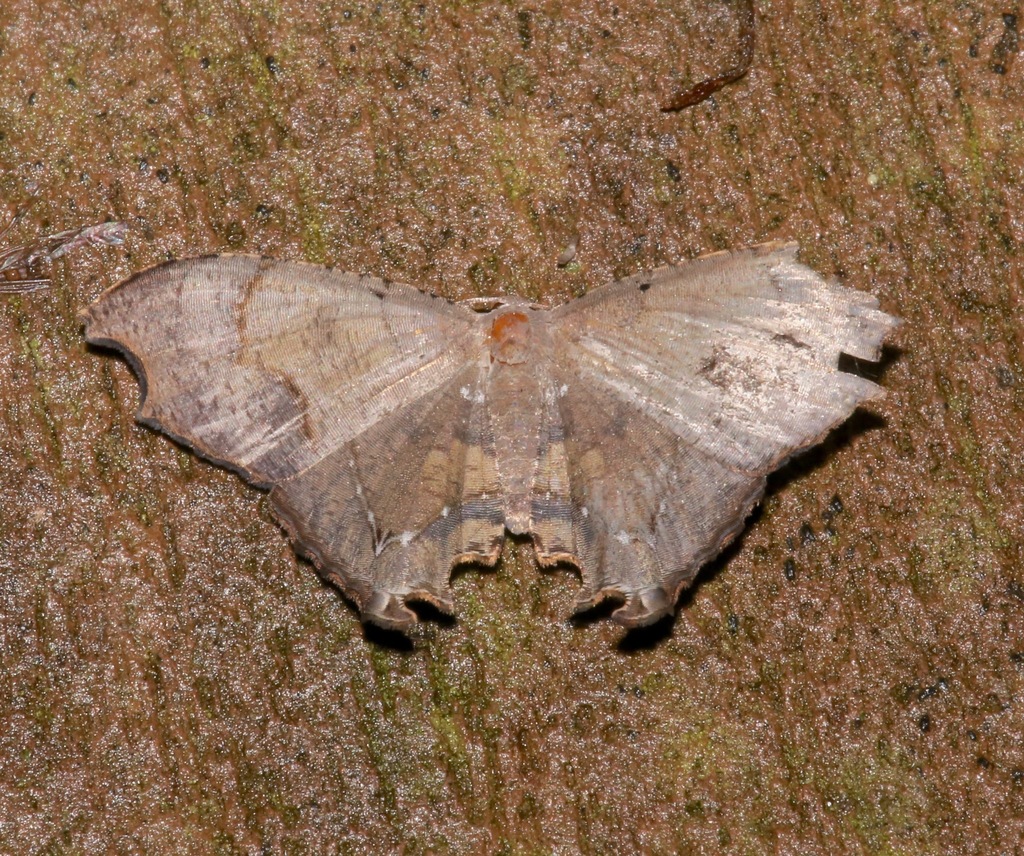 Trotorhombia metachromata