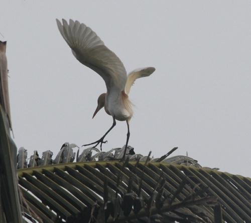 Ardea Linnaeus, 1758