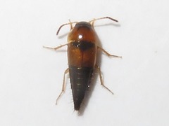 Tachyporus solutus