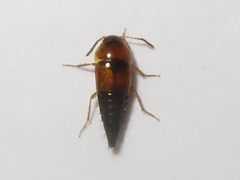 Tachyporus solutus