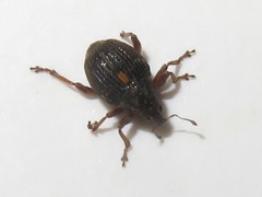 Rhinoncus leucostigma