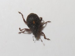 Rhinoncus leucostigma