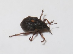 Rhinoncus leucostigma