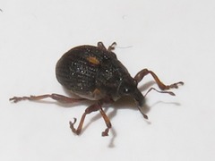 Rhinoncus leucostigma