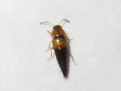 Tachyporus solutus
