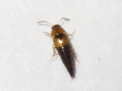 Tachyporus solutus