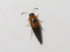 Tachyporus solutus