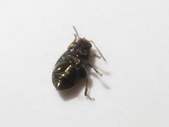 Chaetocnema hortensis