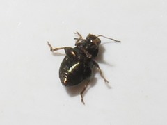 Chaetocnema hortensis