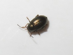 Chaetocnema hortensis