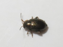 Chaetocnema hortensis