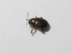 Chaetocnema hortensis